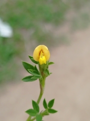 Stylosanthes leiocarpa