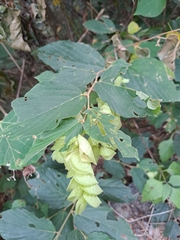 Flemingia strobilifera