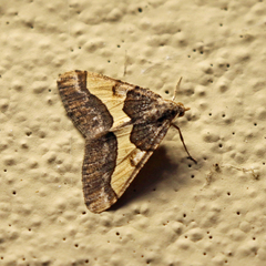 Frederickia hypaethrata