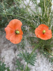Papaver dubium