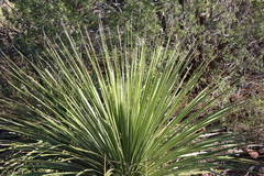 Dasylirion texanum