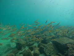 Mulloidichthys dentatus