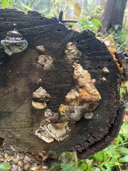 Pycnoporellus alboluteus