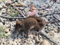 Antechinus