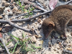 Antechinus