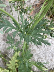 Papaver dubium