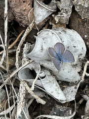 Hemiargus ramon