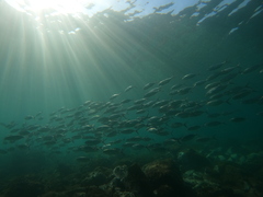 Caranx caballus