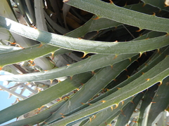 Puya