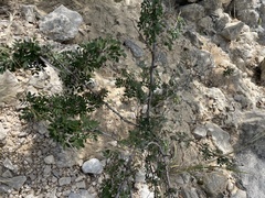 Vachellia rigidula