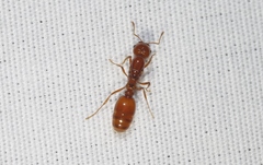 Solenopsis amblychila