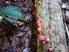 Mycena roseilignicola