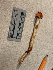 Pyrrhulomyces astragalinus