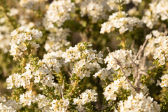 Acantholippia seriphioides