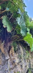 Gunnera tinctoria