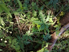 Distimake dissectus dissectus