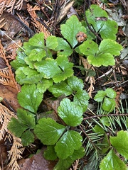 Tiarella trifoliata trifoliata
