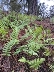 Polypodium californicum