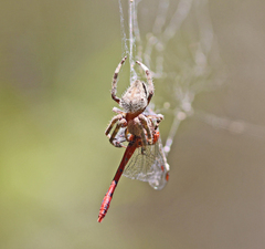 Hortophora