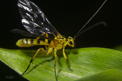 Xanthopimpla rhopaloceros