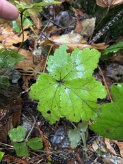 Tiarella trifoliata trifoliata