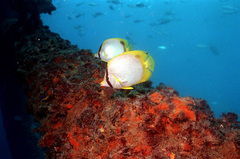 Chaetodon ocellatus