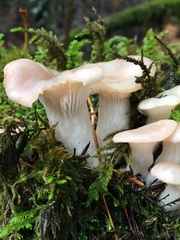Pleurotus pulmonarius