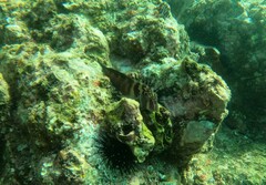 Ophioblennius steindachneri