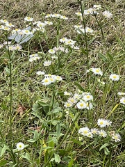 Erigeron vernus