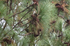Pinus elliottii