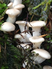 Pleurotus pulmonarius