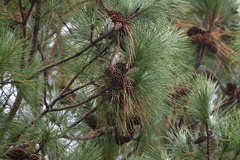 Pinus elliottii