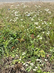 Erigeron vernus