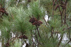 Pinus elliottii