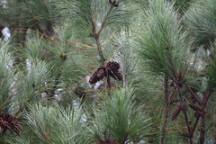 Pinus elliottii