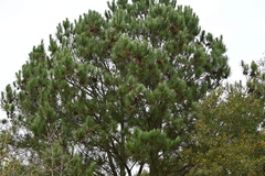 Pinus elliottii
