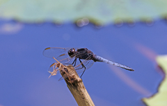 Crocothemis nigrifrons