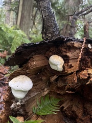 Fomitopsis mounceae