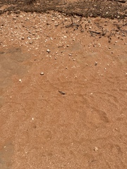 Qualetta maculata