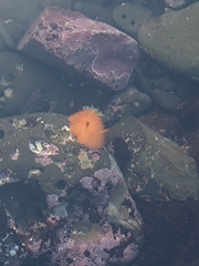 Acanthodoris lutea