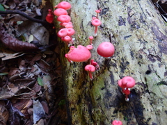 Mycena roseilignicola