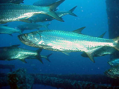 Megalops atlanticus