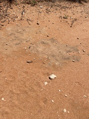 Qualetta maculata