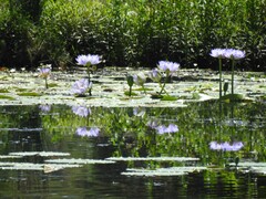 Nymphaea gigantea