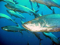 Megalops atlanticus