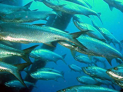 Megalops atlanticus
