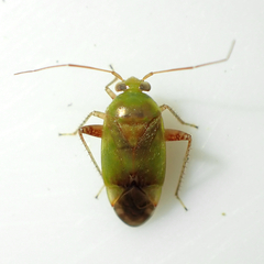 Micromimetus