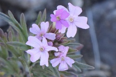 Glandularia wrightii