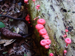 Mycena roseilignicola