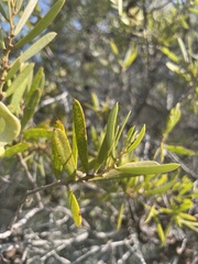 Acacia oswaldii